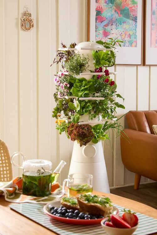 Indoor vertical garden with various plants beside a table with tea and fruit.